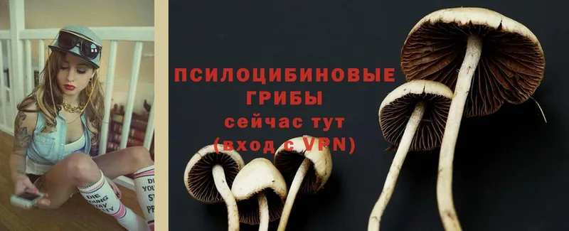 мега как зайти  Черкесск  Псилоцибиновые грибы Psilocybe 